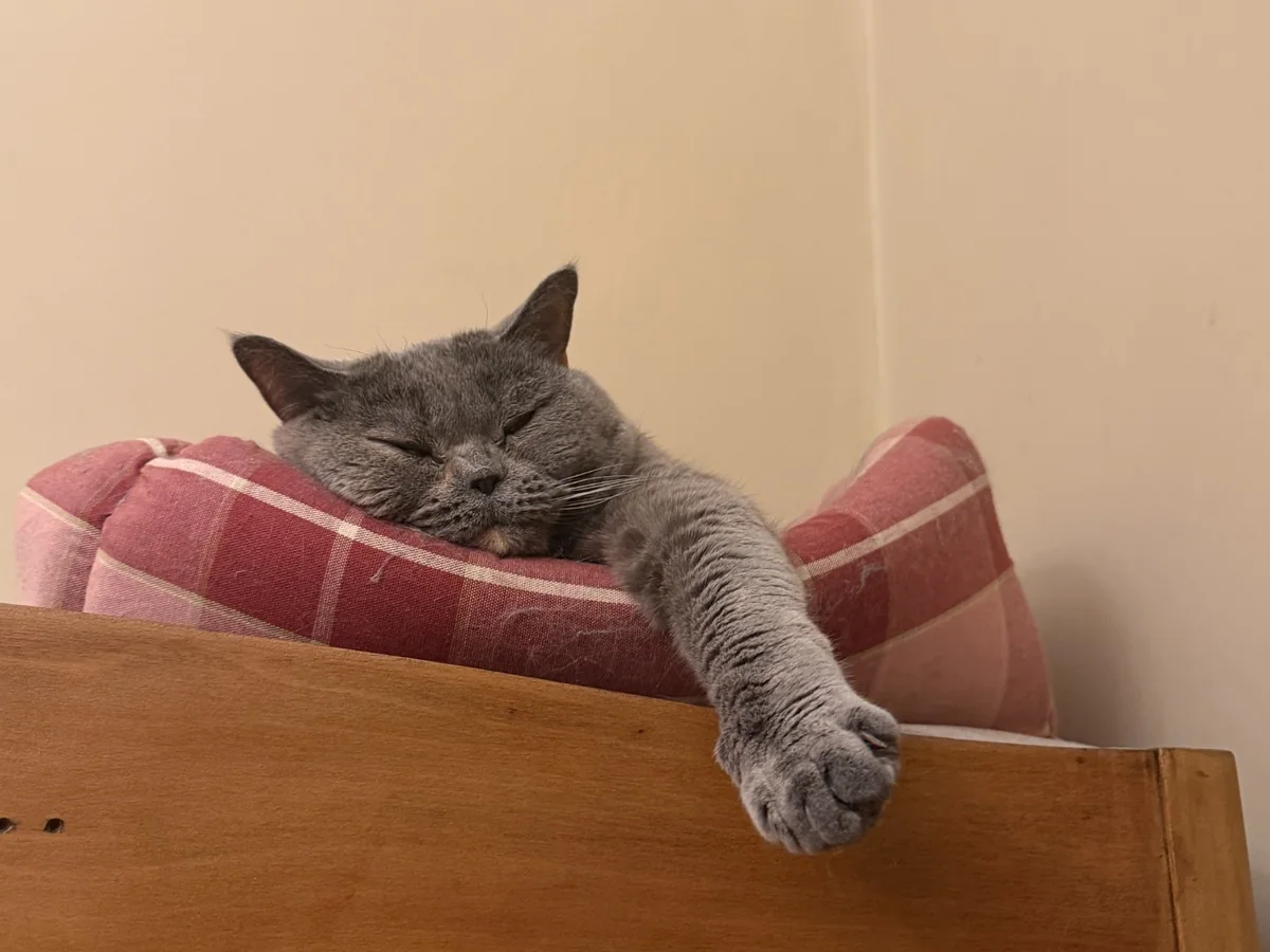 Лея, британска късокосместа котка, спи с протегната лапа